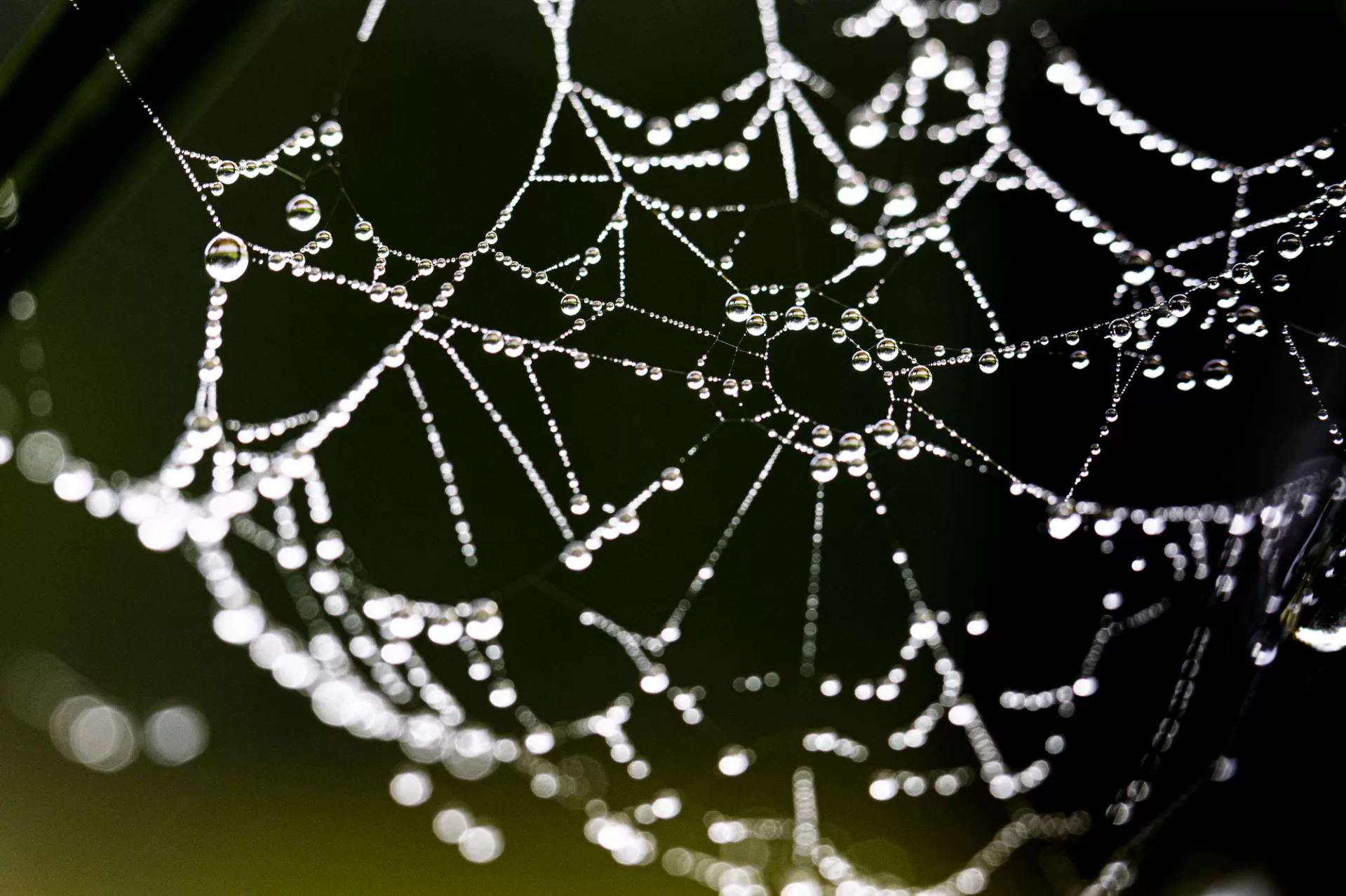 “Sometimes when you lose your way in the fog, you end up in a beautiful place! Don’t be afraid of getting lost!”— Mehmet Murat IldanScenes from Lake Andrews and vicinity earlier this morning, the second day of classes, featuring fog, spider webs, and water droplets.(Phyllis Graber Jensen/Bates College) #batescollege #september #fog #lewiston #maine