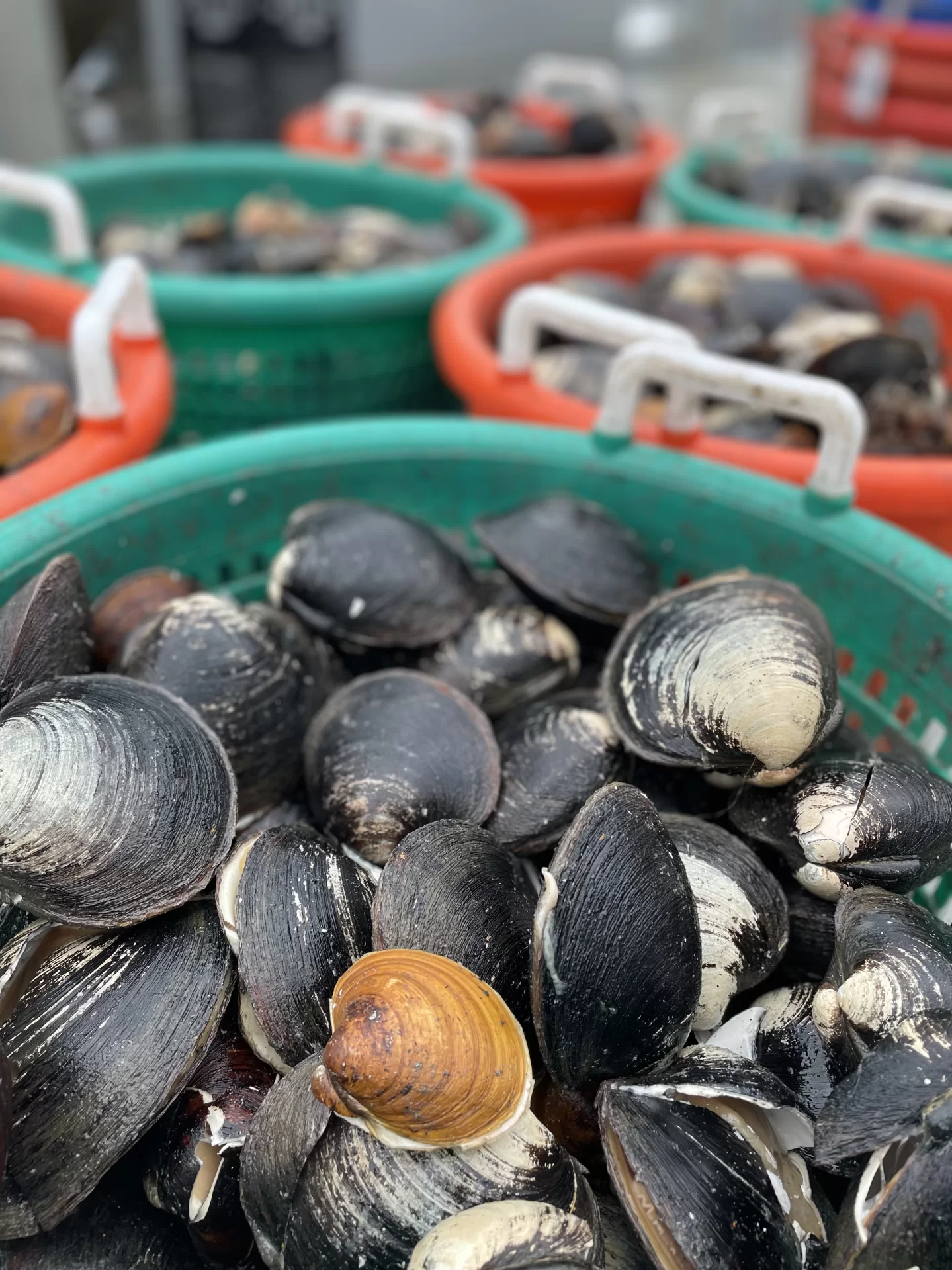 Arctica islandica clams, like these ones collected by Nina Whitney, a research assistant professor in the Marine and Coastal Science program at Western Washington University and lead author of the study, are one of the types of clams collected by the team while researching the Gulf of Maine. Photo courtesy of Nina Whitney