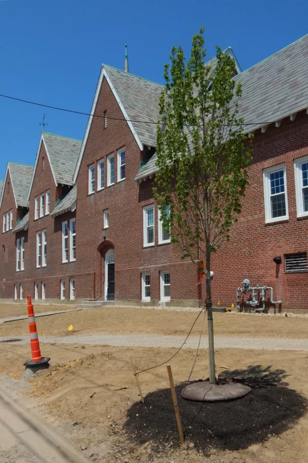 New loam and trees have been placed on the Campus Avenue side of Chase Hall. (Doug Hubley/Bates College)