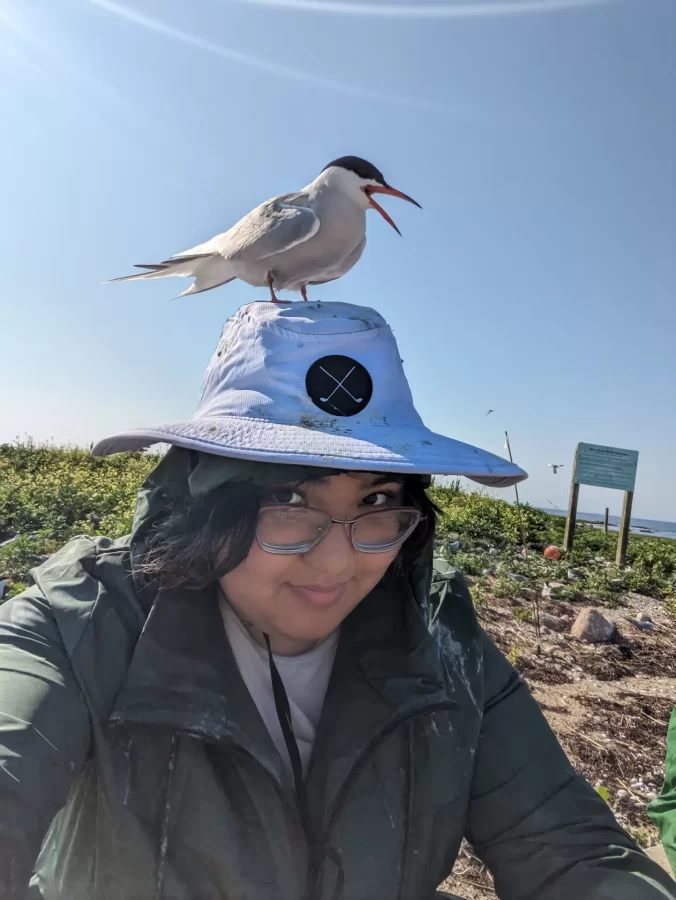 Adriana Pastor '25 of Asuncion, Paraguay, with a roseate tern perched on her head at Bird Island in Buzzards Bay, Mass. Photo courtesy of Adriana Pastor