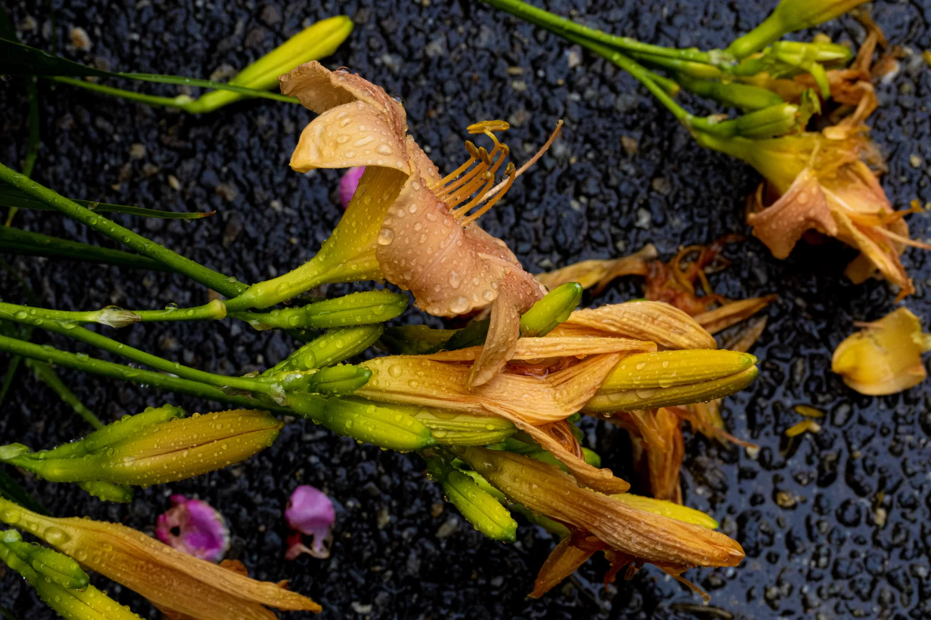 Scenes on campus on July 10, 2023.

Closeups of summer flowers adjacent to Carnegie Science.