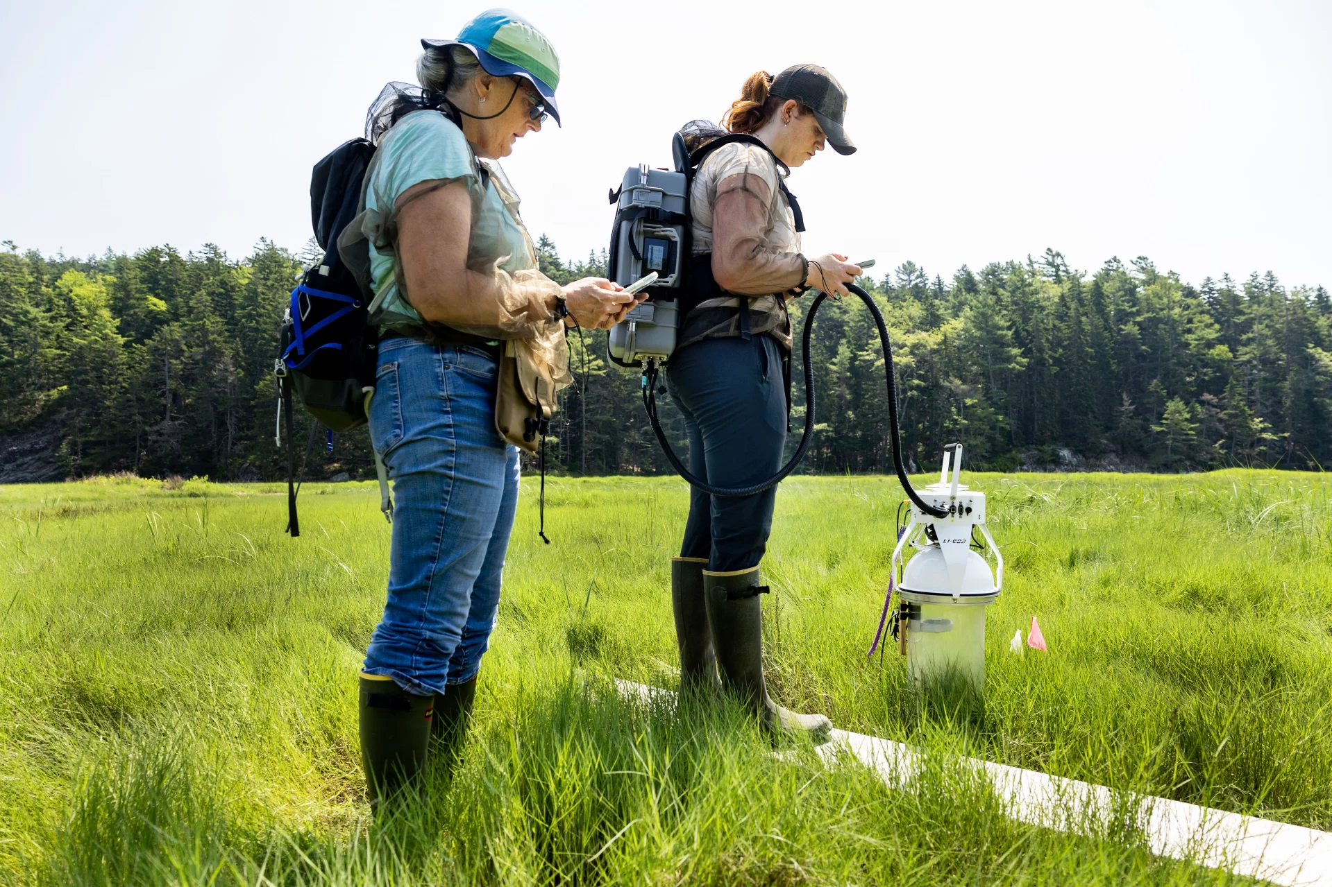 Professor of Earth and Climate Sciences Beverly Johnson takes her summer research students who are studying blue carbon cycling in salt marshes to Bates-MorseMountain in Phippsburg.

An EPA regional assessment of blue carbon stocks has recently been released.  Maine data are almost entirely from Johnson’s lab so Bates is heavily featured (mostly her thesis students).

Anna Sarazin (EACS 2024; funded by Maine Sea Grant) ---- short with red/blonde hair
Kate Dickson (EACS 2024; funded by Maine Sea Grant) ---- tall, carried the backpack, red hair
Hayden Eckblom (EACS 2025; funded by Maine Climate Science Information Exchange) --- the only male
Fiona Wilson (Biology, 2025; funded by Maine Community Foundation) ----- the one wearing all the netting, blondish/red hair in pigtails
Evelyn Marchand (EACS 2026; funded by Maine Community Foundation) --- dark hair