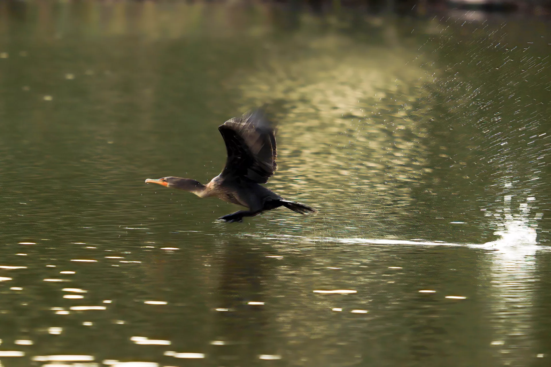 Even as summer draws to a definitive close in Maine, creatures are still out and about. At Lake Andrews, my afternoon walks yield several species every day: most prominently to me, the double-crested cormorant and Eastern painted turtle.
Cormorants are fishing birds, capable of holding their breath for two minutes and diving nearly 150 feet deep. Only a few cormorants inhabit Lake Andrews, but if you watch them for long enough, you’ll see them emerge from the water with wiggling fish. Around 5 p.m. every day, the birds fly away to roost somewhere else for the night. Pretty soon, they’ll fly permanently south until next year.
The turtles will not leave Lake Andrews in the winter. Instead, they’ll burrow down into the muck and stay mostly still for the entire season, not needing to break the ice for a breath. For now, they frequently top rocks along the shore at the base of the amphitheater, where the late sun warms them.
Having nature right on campus is one of my favorite things about Bates. I’m partial to photographing it, but regardless of how you experience nature, Lake Andrews walks are the best medicine for some weekend stress.