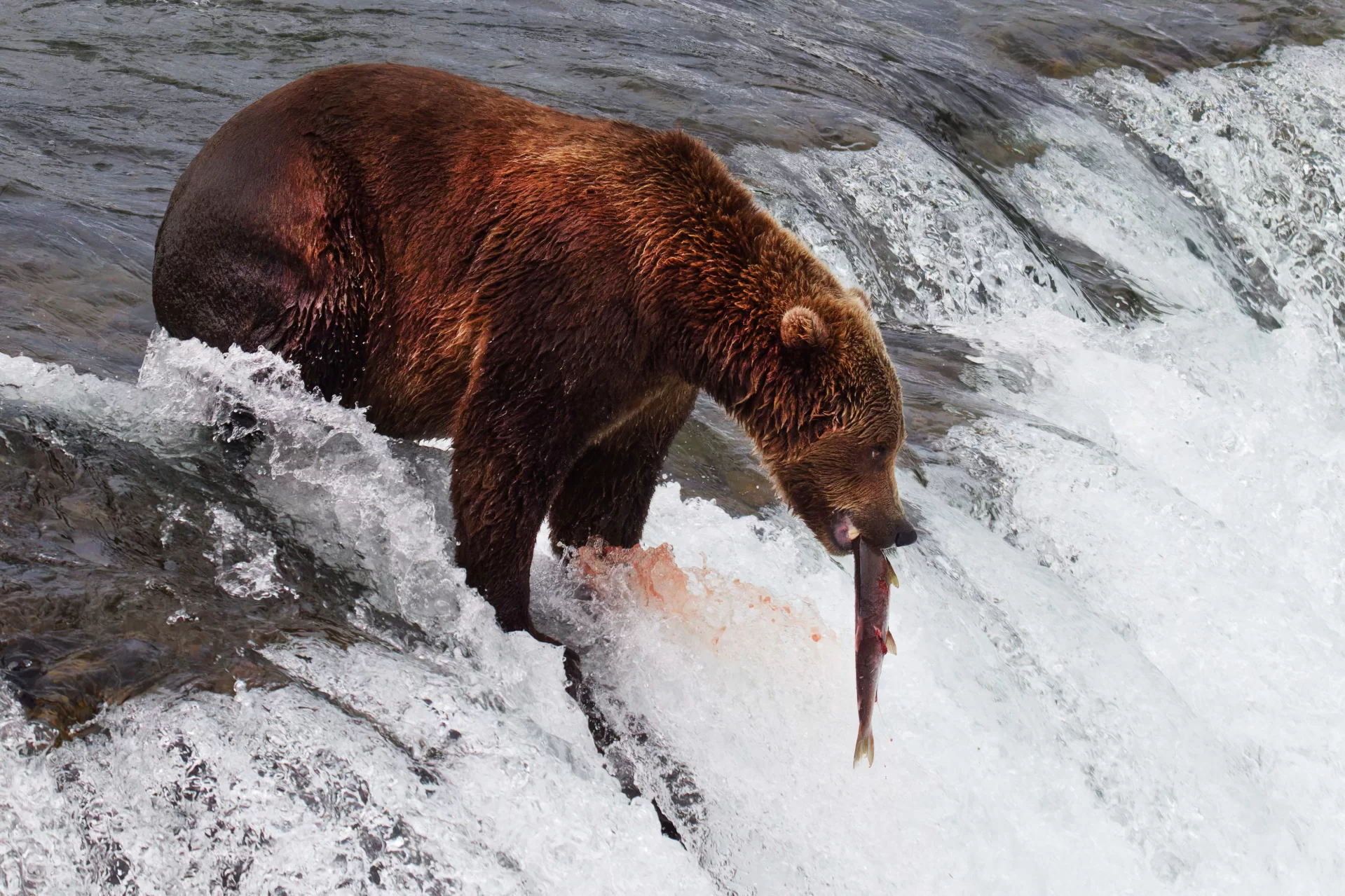 Katmai National Park