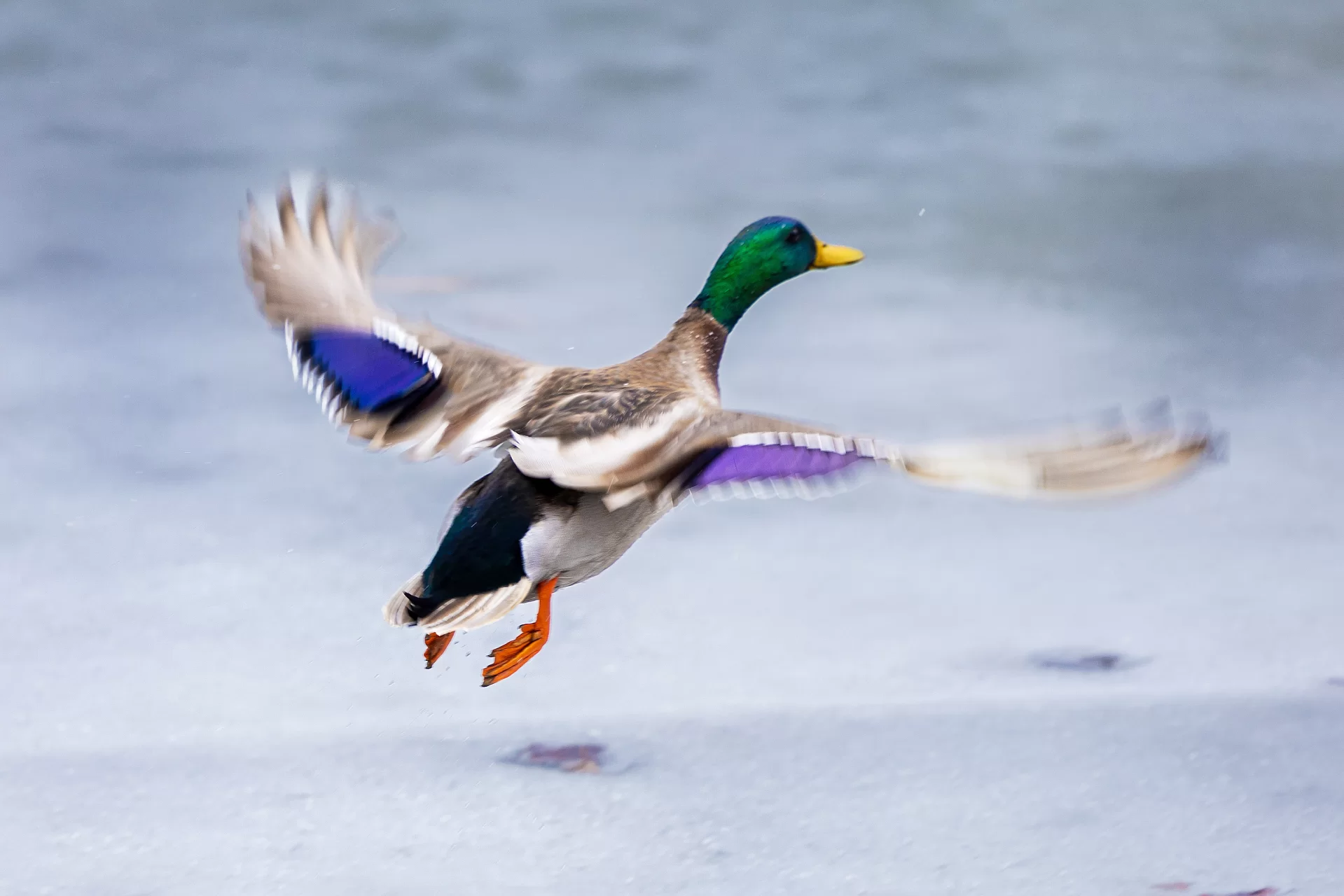 Ducks are back on the ice as it thaws on March 5, 2024.