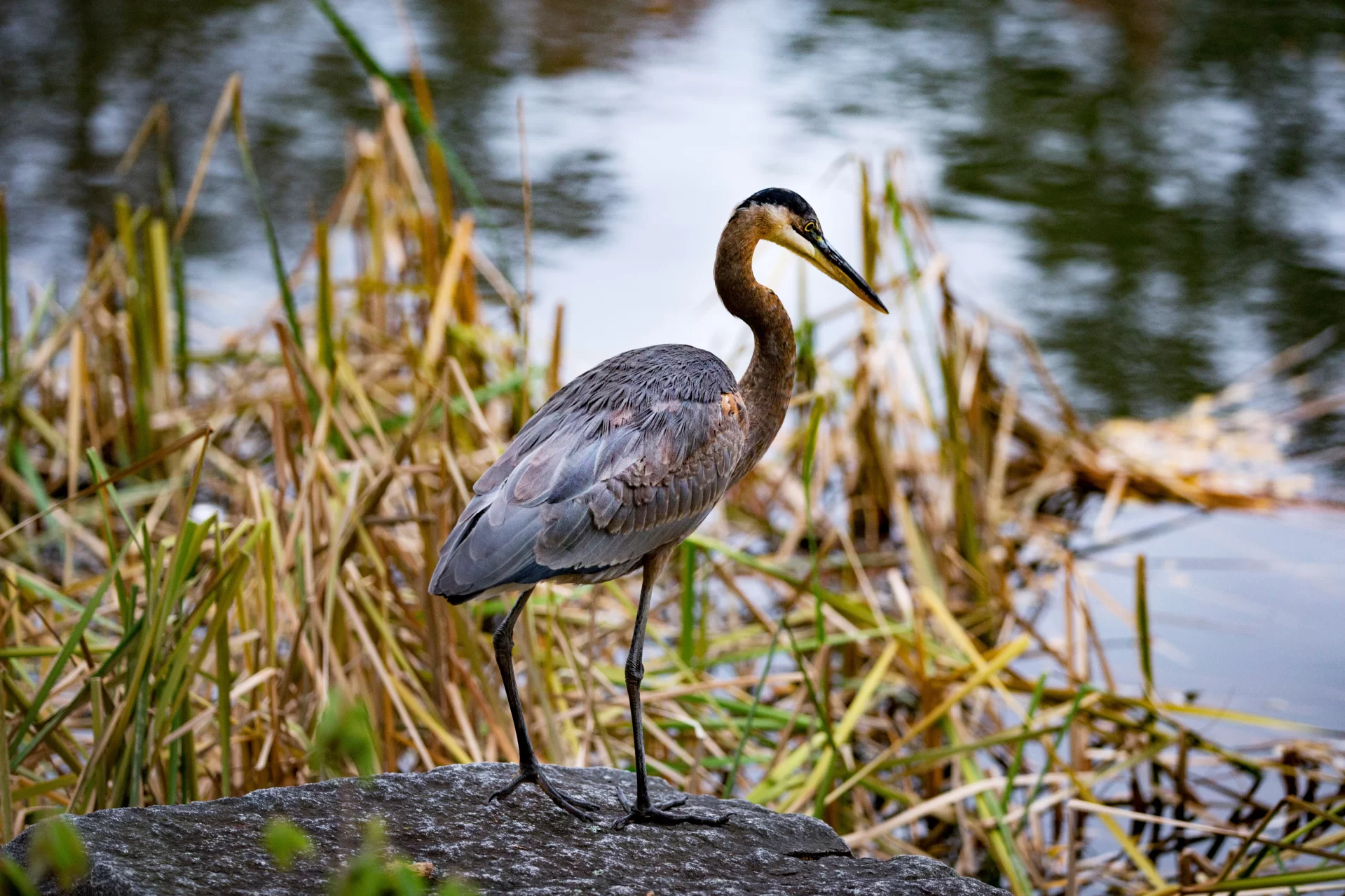 Basking Turtles Annoyed Birds 16 Animals You Might Meet At Lake 