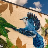bluejay mural