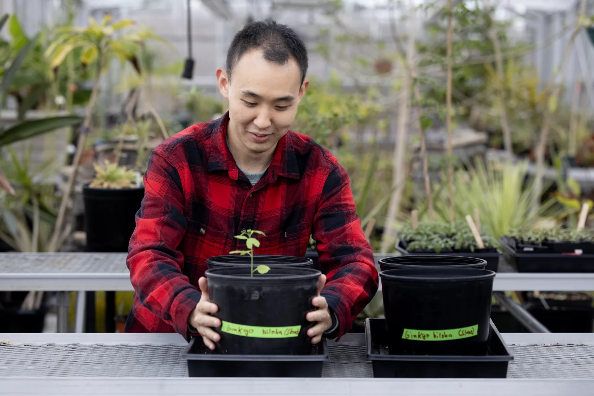 Bates College has planted seeds from a Hibaku Jumoku (A-bomb survivor tree), marking a meaningful step in a project initiated by Alan Wang ’24. The seeds, gifted from Hiroshima in September 2024, underwent a winter-mimicking chilling process before being planted in the Bates greenhouse. The effort is a collaboration between Wang, Associate Multifaith Chaplain Raymond Clothier, Japanese faculty member Hanna McGaughey, and Biology faculty member Daniel Slane. The project connects Bates to a global peace initiative through the legacy of Hiroshima’s resilient trees. From left to right: Lecturer in Japanese Keiko Konoeda, Alan Wang '24, Assistant Professor of Japanese Language and Asian Studies Hanna McGaughey, and Visiting Assistant Professor of Biology Daniel Slane. Posing with seedlings in the Carnegie Science Greenhouse. Slane with daughter Luca.