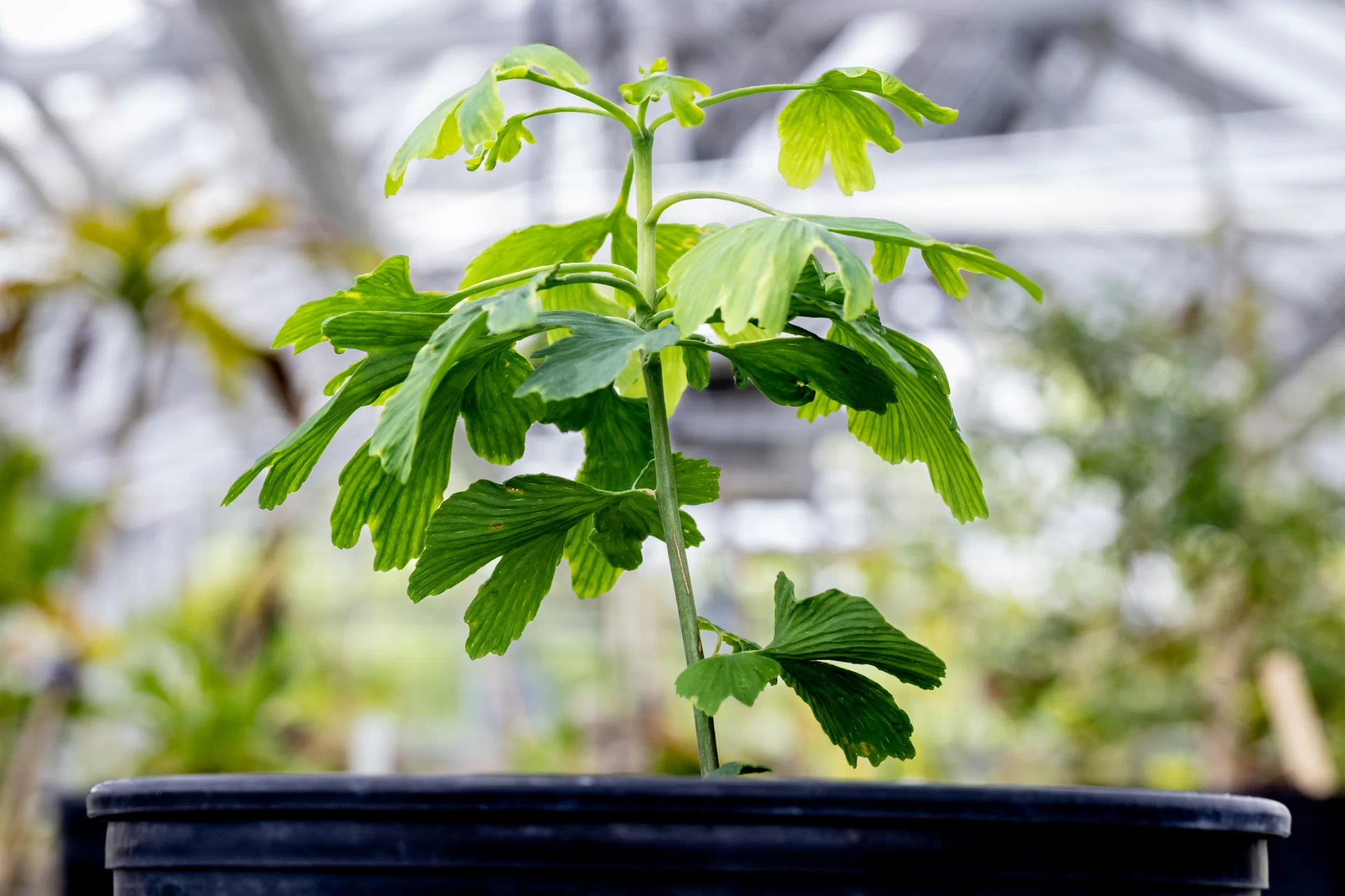 Bates College has planted seeds from a Hibaku Jumoku (A-bomb survivor tree), marking a meaningful step in a project initiated by Alan Wang ’24. The seeds, gifted from Hiroshima in September 2024, underwent a winter-mimicking chilling process before being planted in the Bates greenhouse. The effort is a collaboration between Wang, Associate Multifaith Chaplain Raymond Clothier, Japanese faculty member Hanna McGaughey, and Biology faculty member Daniel Slane. The project connects Bates to a global peace initiative through the legacy of Hiroshima’s resilient trees.
Other plants were in the greenhouse with the Hiroshima seedlings.