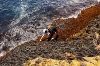 Pulling mussels: Bates researchers spend the summer studying Maine’s disappearing shellfish