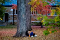 Foliage on the Historic Quad on Oct. 21, 2025.