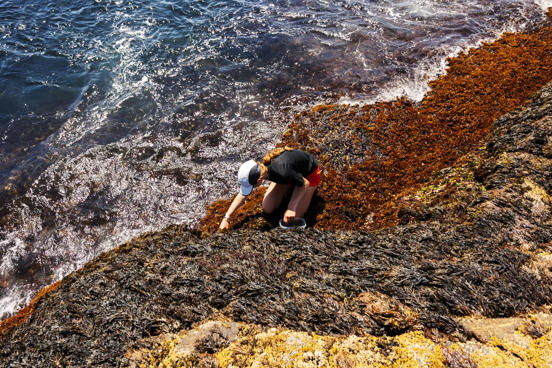 Bates students collecting blue mussels for a research project