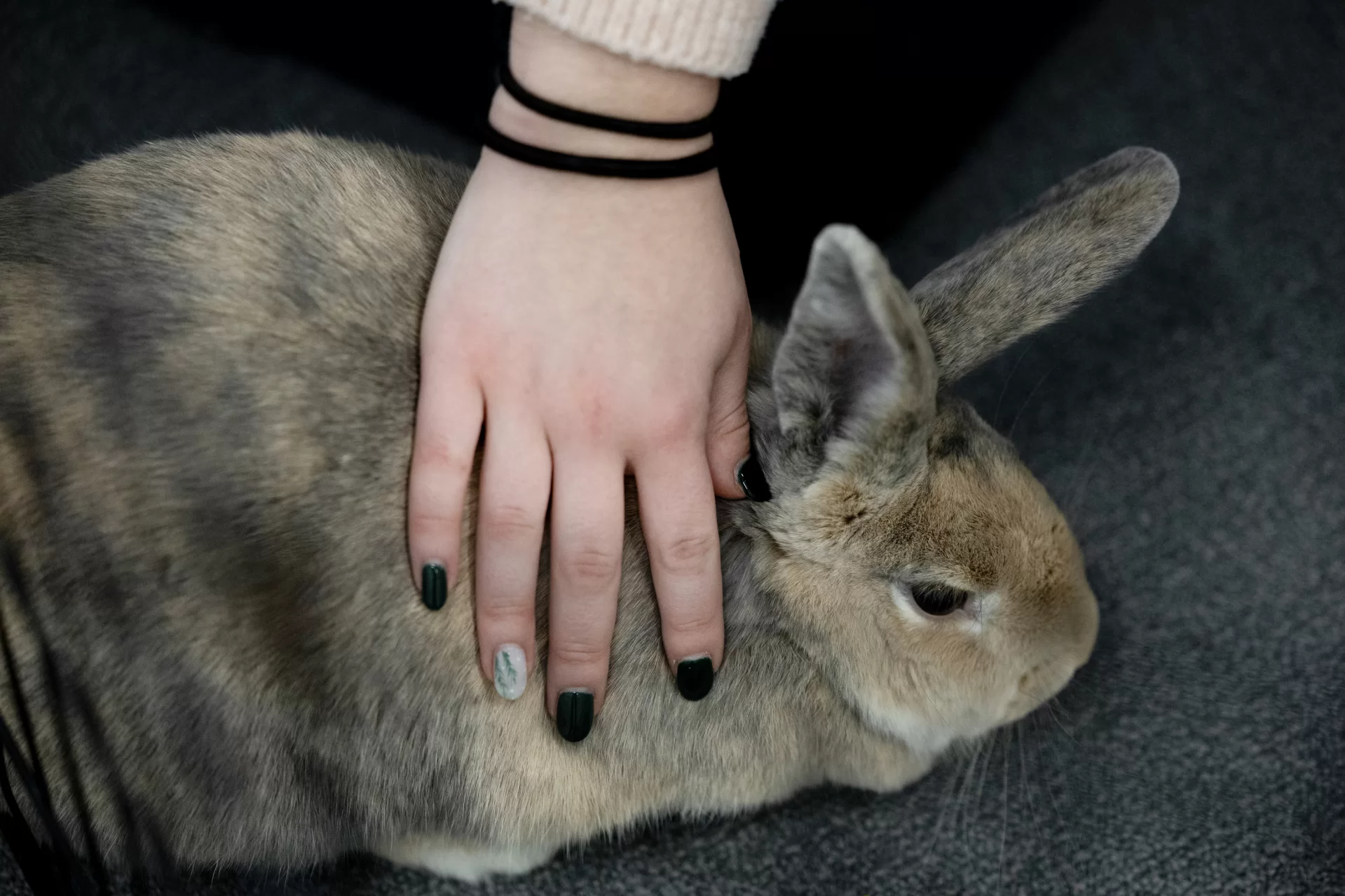 Two first-year seminar classes join together for a dynamic, interdisciplinary final class session 

During the last week of courses for the fall semester, two instructors, two classes, and one rabbit gathered together for an interdisciplinary, interactive first-year seminar class session.

It was easy to tell who was from which course. Students from “Beyond the Rainbow: Exploring the Language (and the Science, Art, and Culture) of Color” had all walked in sporting colorful hats. Joining them in a classroom in Dana Hall were students from “Sex in the Brain: The Neuroscience of Sex, Gender, and Hormones.” 

While it is typical for students to grow close in these small  — 16 students maximum — seminars, this merging of the courses for a class session was a new idea, meant to create new connections between both the subjects and students as the semester came to a close.

Lindsey Hamilton ’05, director of the Center for Inclusive Teaching and Learning, and Wells Castonguay, the center’s assistant director, devised the plan. Castonguay was teaching “Beyond the Rainbow” and Hamilton “Sex in the Brain.” Throughout the semester, each professor had heard students’ ongoing curiosity about the other’s course and saw an opportunity for the students to learn from each other.