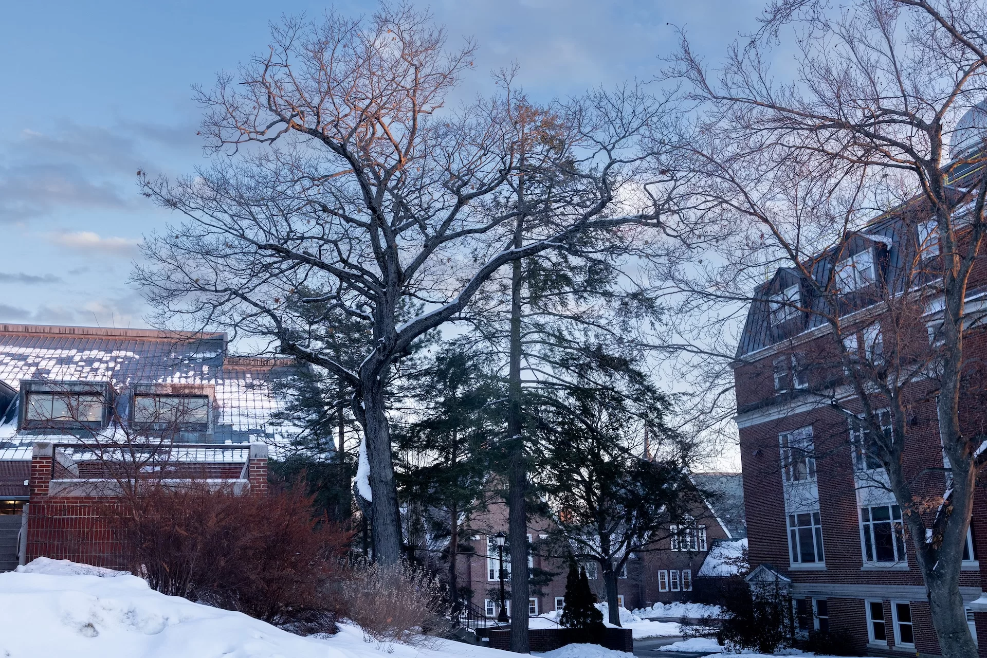 Two of Bates Colleges oldest trees