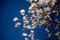 Spring blooms on campus.