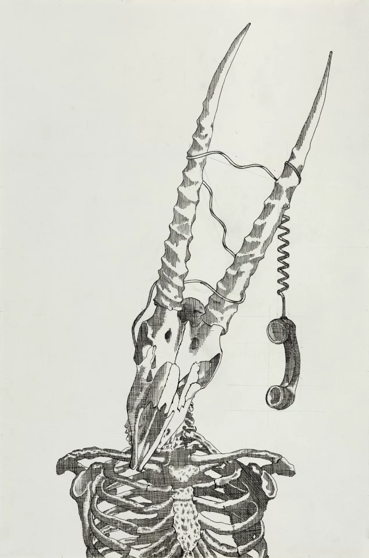 Pen drawing of a skeleton of various animal bones.