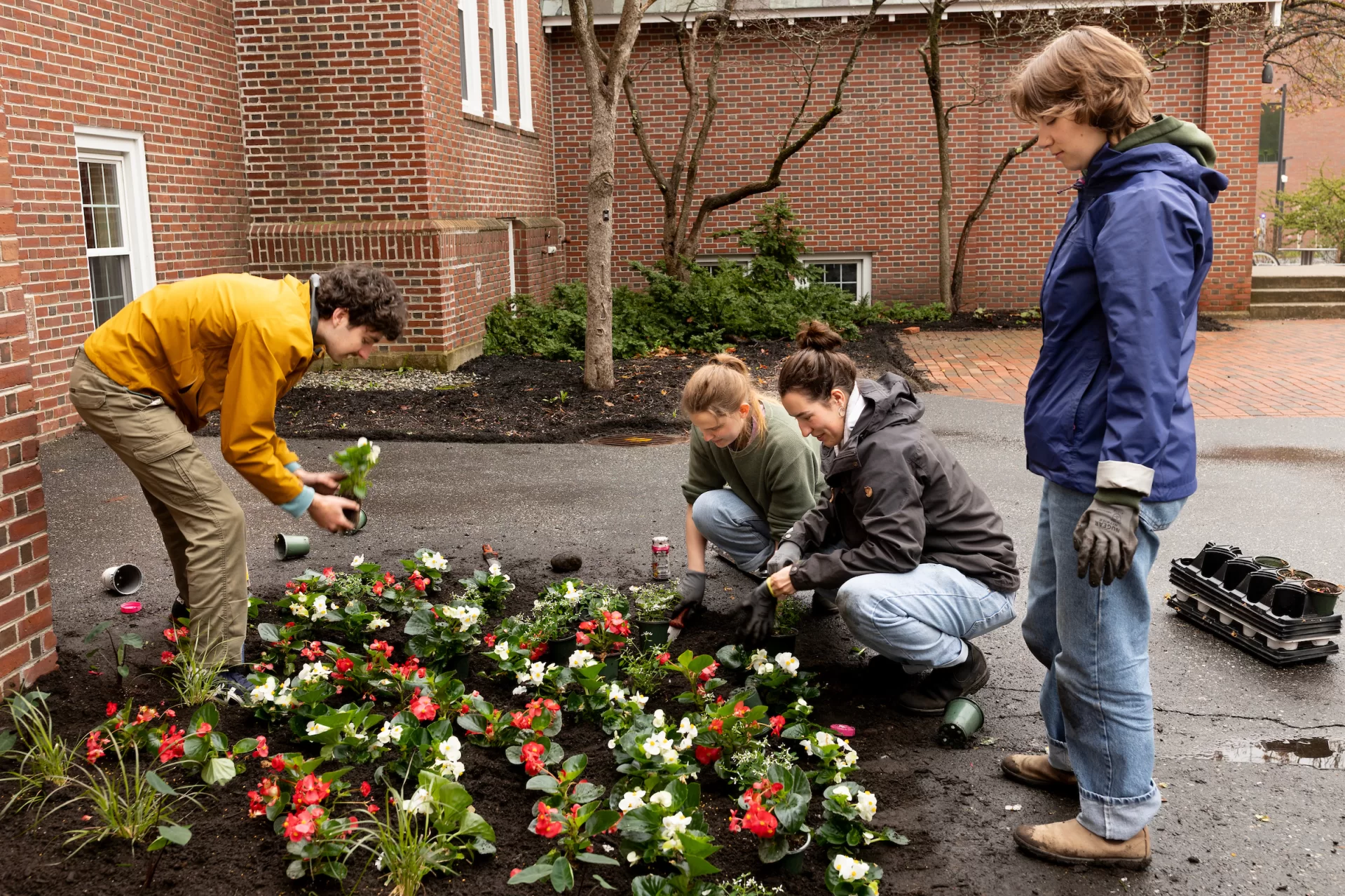 A group of students plant flowers.