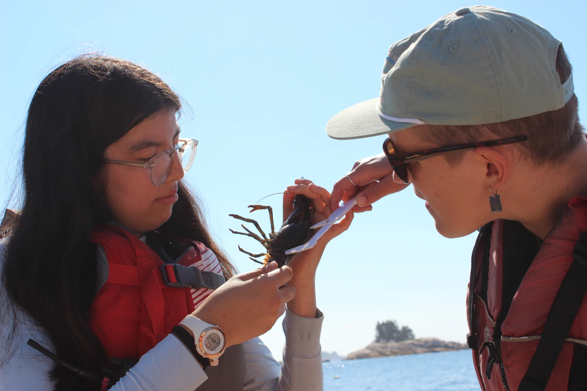 intern working with lobster
