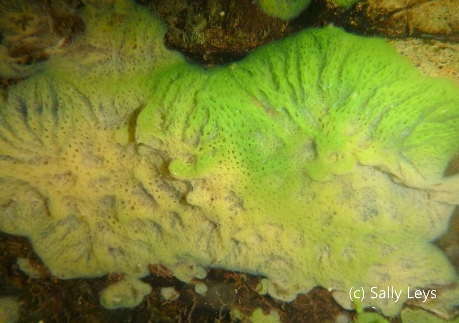 Bates biologist April Hill is part of first genome sequencing of a