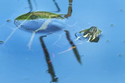 Basking turtles, annoyed birds, 16 animals you might meet at Lake Andrews