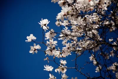 Spring blooms on campus.