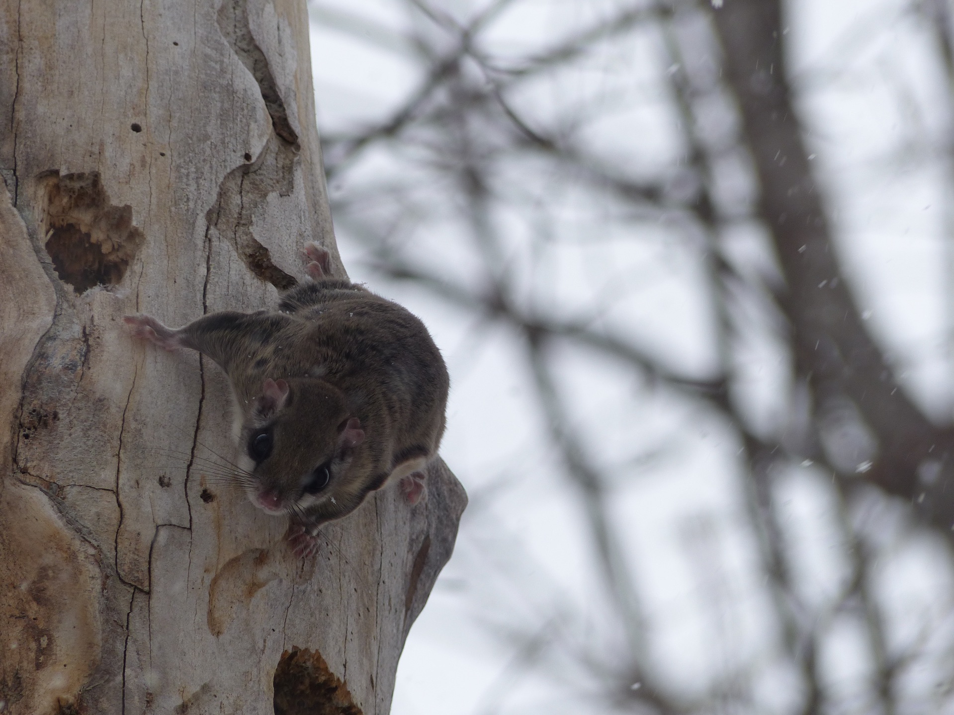 A flying squirrel seen at the top of Bald Mountain 