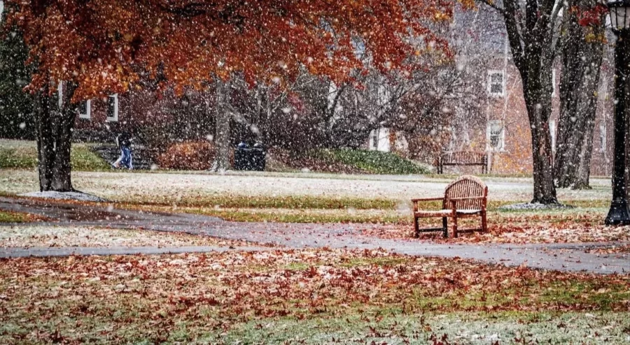 A light snowfall settleds over the last of the fall leaves.