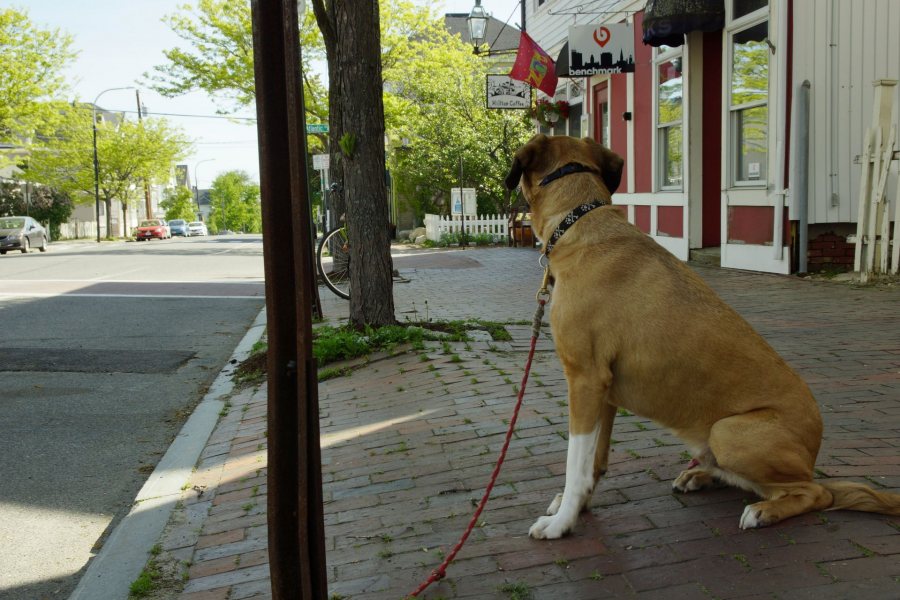Atop Portland's Munjoy Hill, a good boy anxiously waits for his human to get coffee. (Photo: Michael Sargent)