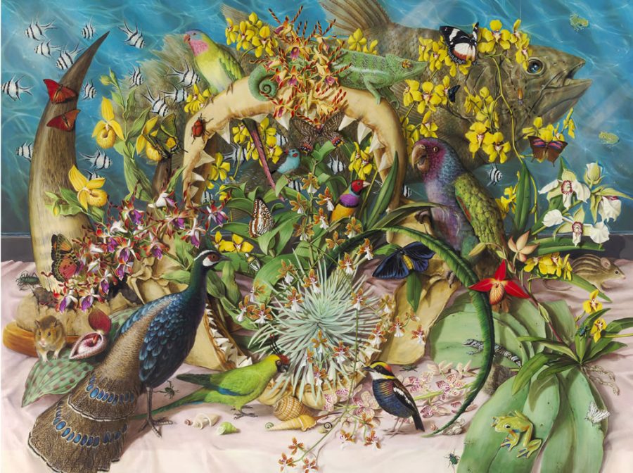 Isabella Kirkland, “Collection,” 2002, Digital Print, 32 ⅞ x 41 ¼ in., Bates College Museum of Art purchase with the Dr. Robert A. and Minna F. Johnson ’36 Art Acquisition Fund, and the Abraham and Bella Margolis Art Fund, 2013.2.5