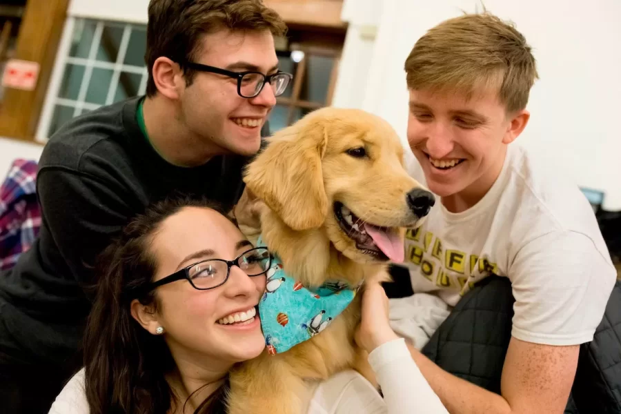 First-years Andrew Lyle, Nina Flynn, and Ben Schmandt take a study break in Memorial Commons with Arya, a 7-month-old golden retriever. The Office of Campus Life sponsored the finals-week playtime; the pups came from the Maine Golden Retriever Club. (Phyllis Graber Jensen/Bates College)