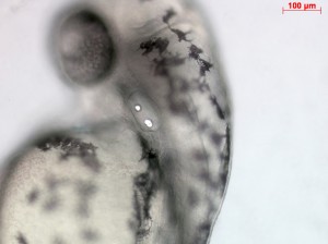 A zebrafish larvae
