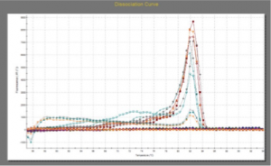 qPCR disassociation curves