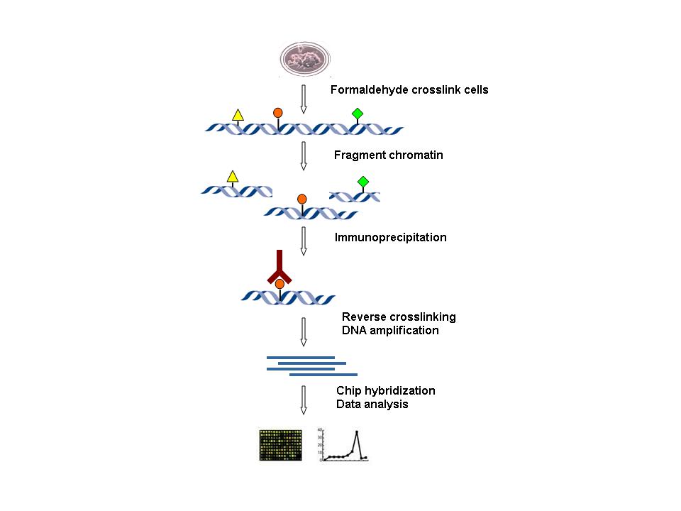March Progress (and some madness) Molecular Evolution & Developmental