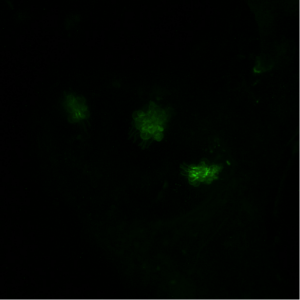 Derek’s confocal image showing the neuromasts and hair cells in the inner ear 