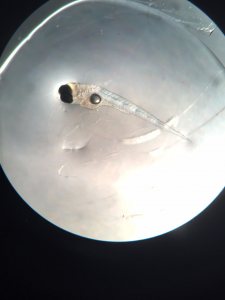 Larval fish ready for microscopy
