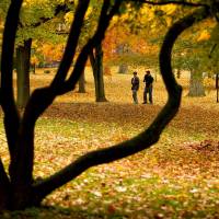 ‘Black Boughs and Brilliant Leaves’ ‘Black Boughs and Brilliant Leaves’
